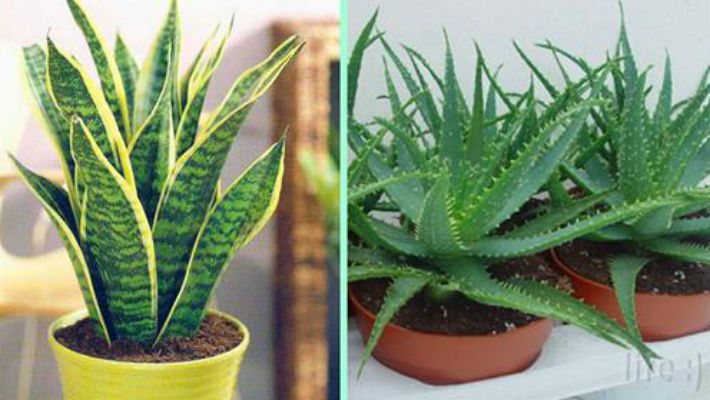 Растения, которые должны быть в каждой квартире