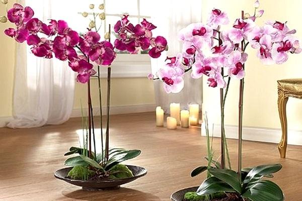 Орхидея-сильный женский талисман! Приметы про орхидею в доме
