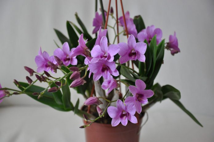 Орхидея зимой: какой уход необходим цветущим или находящимся в состоянии покоя растениям