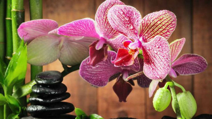 Орхидея зимой: какой уход необходим цветущим или находящимся в состоянии покоя растениям