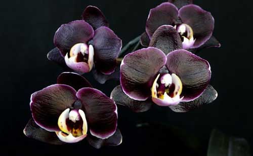 Орхидея-сильный женский талисман! Приметы про орхидею в доме