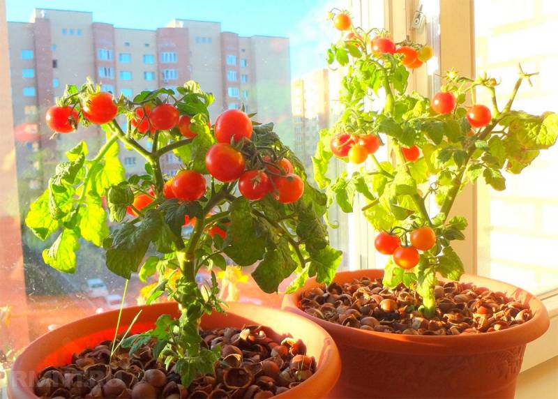Выращивание овощей в домашних условиях