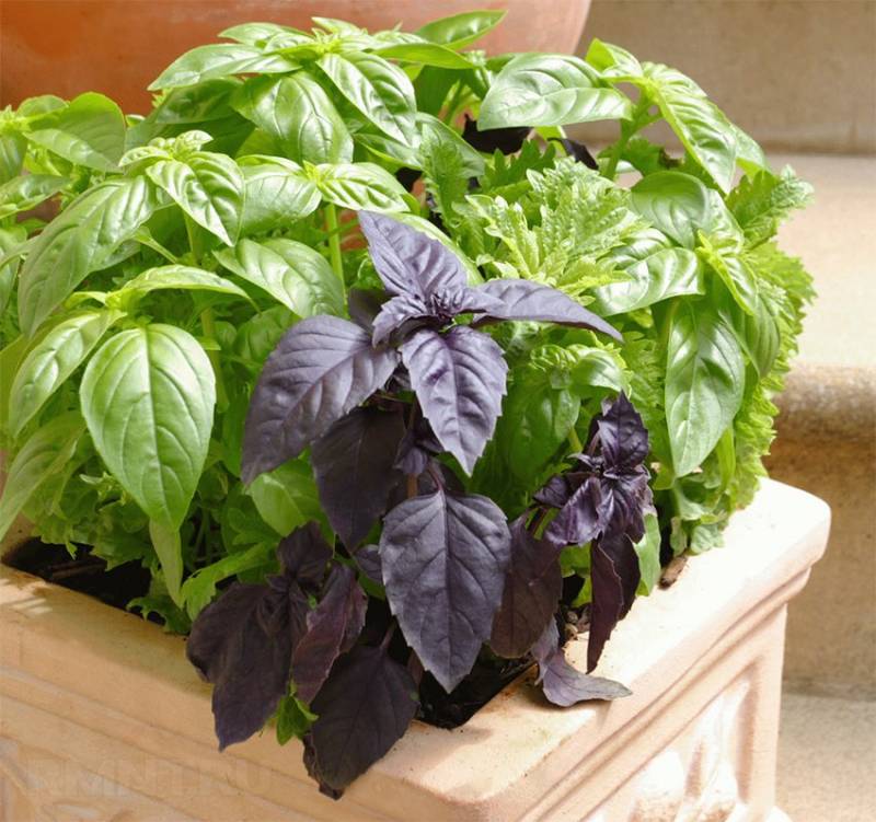 Выращивание овощей в домашних условиях