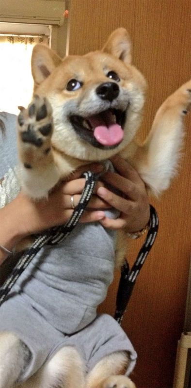20 фото доказательств, что с собаками породы сиба-ину надо всегда держать под рукой фотоаппарат
