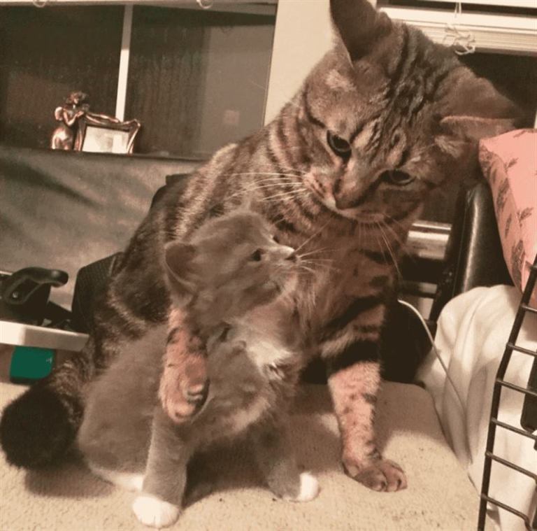 Домашний кот приучает котёнка-сироту обниматься, и они делают это целые дни напролёт