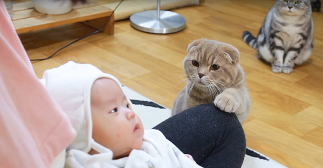 Хозяйка показала котам новорожденного ребенка