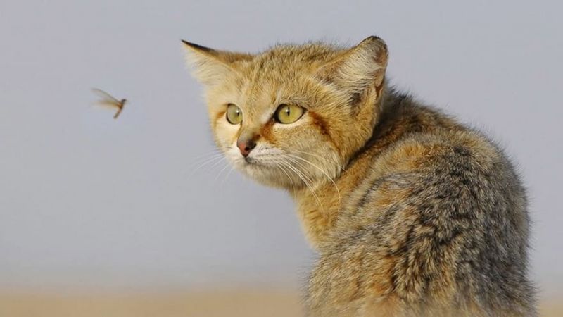 12 диких кошек, о существовании которых знают далеко не все (12 фото)