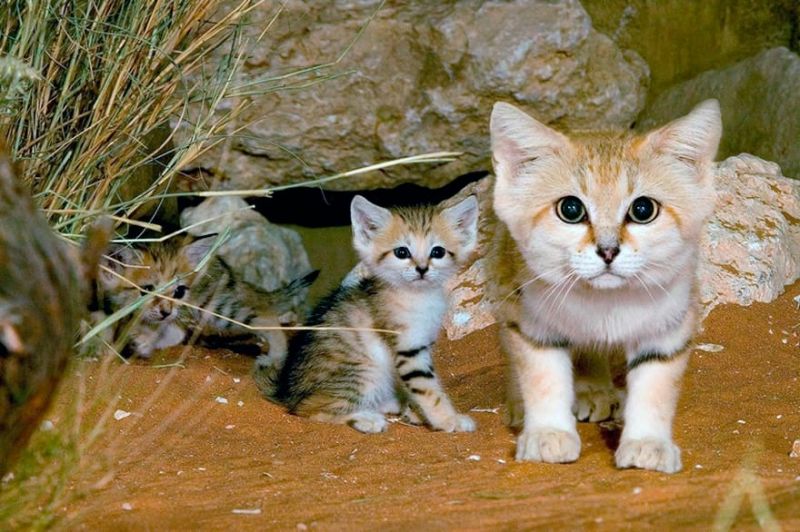 12 диких кошек, о существовании которых знают далеко не все (12 фото)