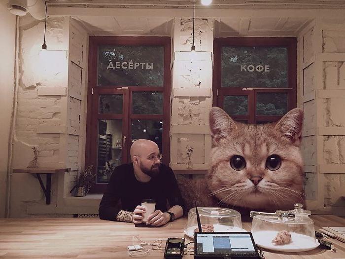 Парень создал забавный фотопроект, который показывает, как выглядел бы наш мир, если бы кошки были размером с дом