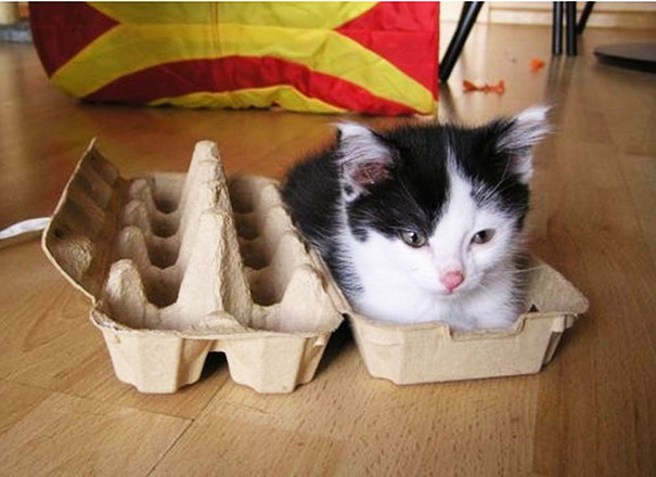 Для кошек не существует понятия «слишком тесно»