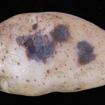 Почему гниёт картофель при хранении, и как этого избежать