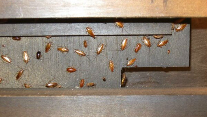 Борная кислота и скотч — эффективные средства уничтожения тараканов в квартире