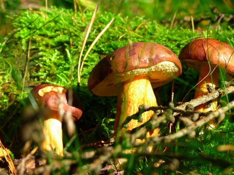 7 ошеломляющих фактов, о которых должен знать каждый любитель грибов