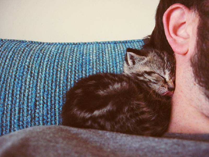 Причины, по которым кошка предпочитает спать на теле хозяина