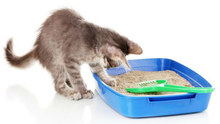 Выбор средства для мытья кошачьего лотка и его правильная дезинфекция