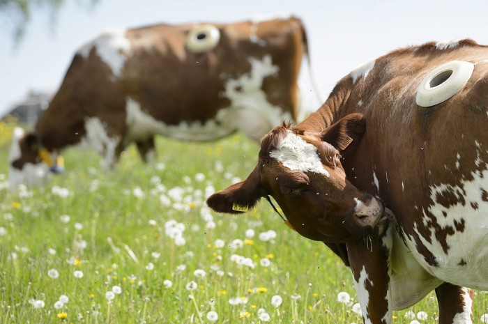 В Швейцарии фермеры делают коровам в боку дырку: зачем она нужна