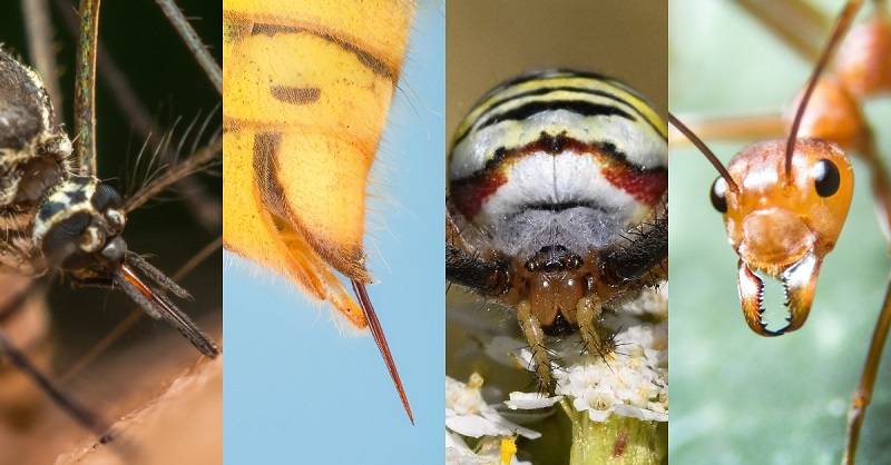 Как узнать насекомое по укусу
