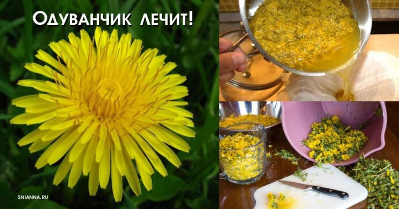 Одуванчик лечит опухоль, гепатит, заболевание печени, почек, желудка. Вот как правильно приготовить его