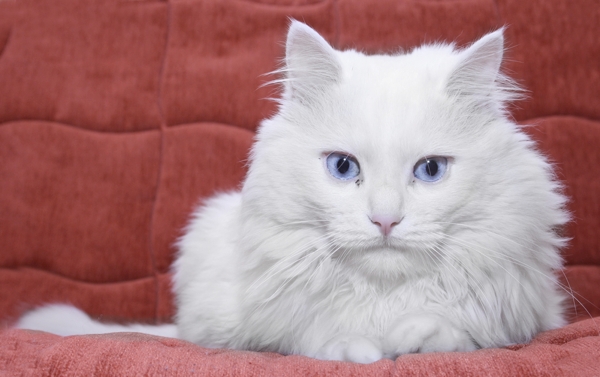 Мир глазами кошки: 7 интересных фактов