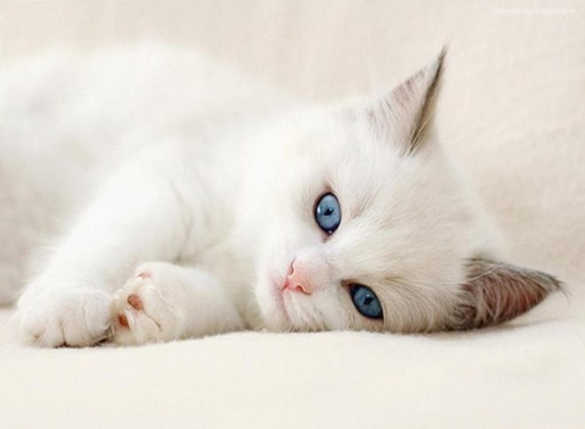 Мир глазами кошки: 7 интересных фактов