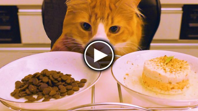 Идеальная жизнь кота: Выбирает между кормом и блюдом от шеф-повара