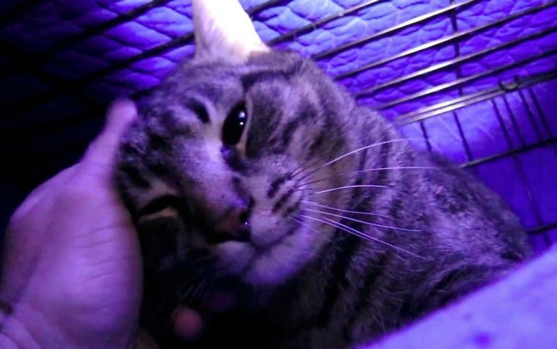 США, штаты Иллинойс и Флорида: две истории спасения кошек из трейлерных паркoв