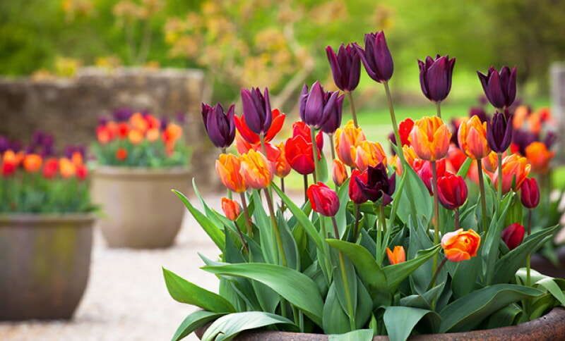 От тюльпанов до астр: 55 названий цветов, которые лучше посадить осенью