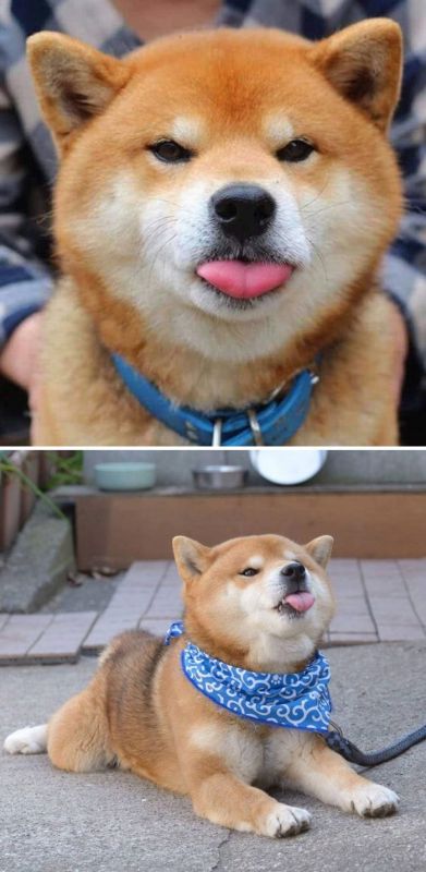 20 фото доказательств, что с собаками породы сиба-ину надо всегда держать под рукой фотоаппарат