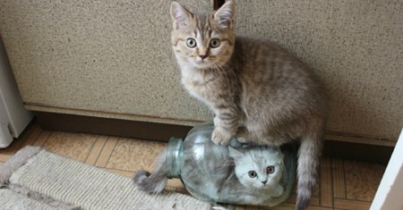 Мама кошка и котёнок в стеклянной банке, что будет дальше!? Смотрим…