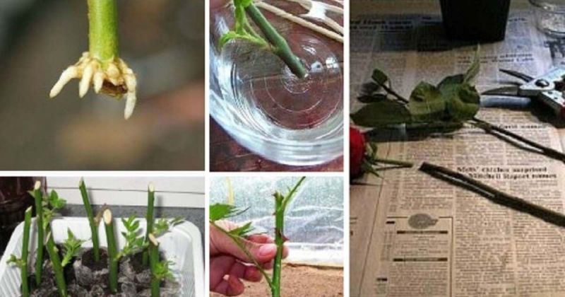 «Тройчатка» — супер-средство для проращивания роз