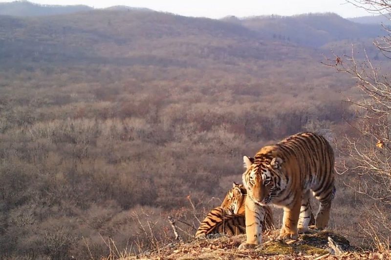 Тигры и гриф с «Земли леопарда» победили в «Фотоловушке-2018»