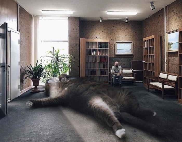 Парень создал забавный фотопроект, который показывает, как выглядел бы наш мир, если бы кошки были размером с дом