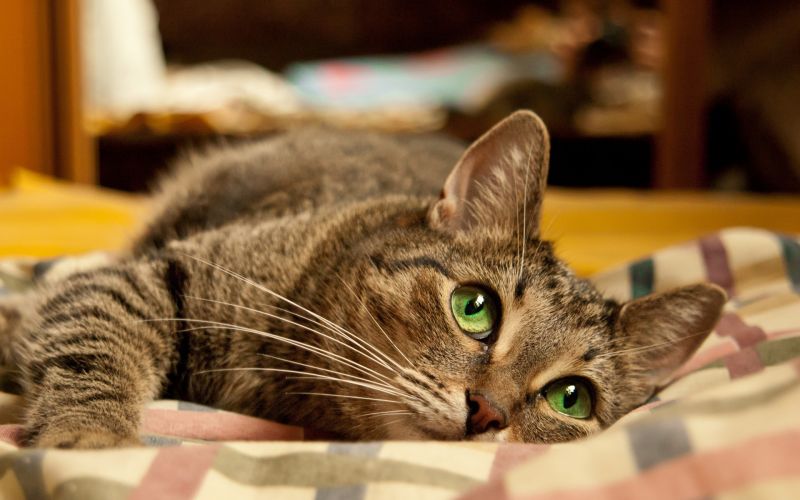 30 лучших книг о кошках и их приключениях