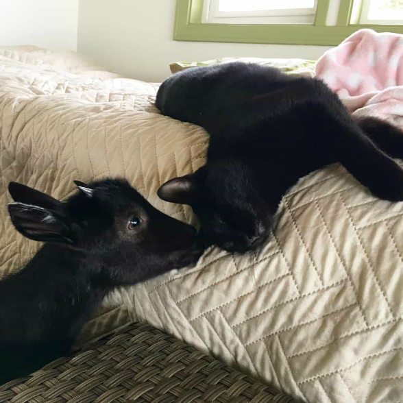 Козочка с больными копытцами научилась ходить благодаря новому другу — черному коту