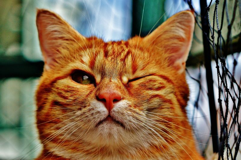 30 лучших книг о кошках и их приключениях