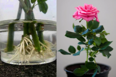 Хотите подарить вторую жизнь букету шикарных роз? Научитесь укоренять розы с помощью натуральных удобрений!