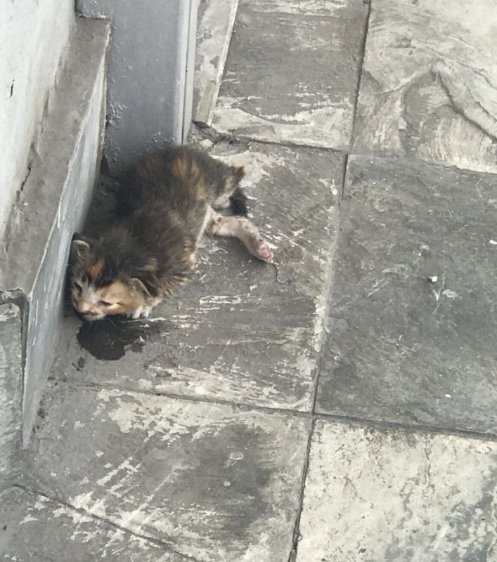 Девушка повстречала на улице котенка и решила сделать доброе дело