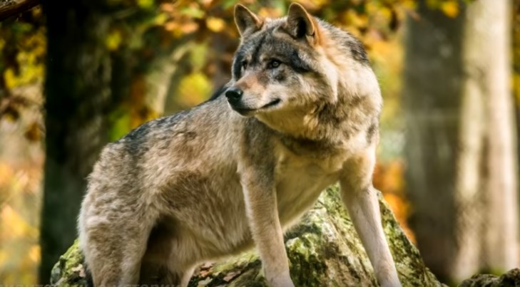 Дедушка спас беззащитного волчонка в лесу. А когда волчонок вырос, отплатил своему спасителю добром.
