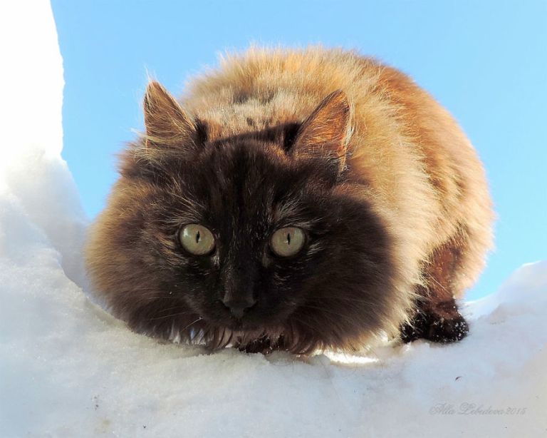 Сибирские коты стали полноправными жителями фермерского хозяйства