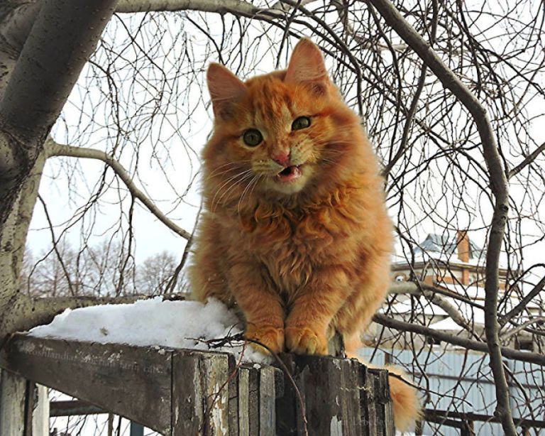 Сибирские коты стали полноправными жителями фермерского хозяйства