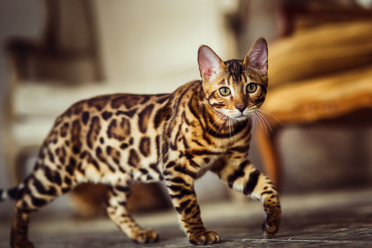 Бенгальская Кошка - описание и характеристика породы