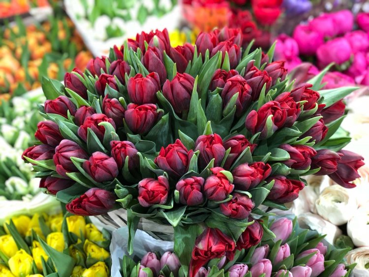 Где приобрести качественные тюльпаны на заказ: ассортимент, критерии выбора, преимущества