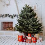 Пихта Нодрмана: зимняя сказка, что приходит в дом