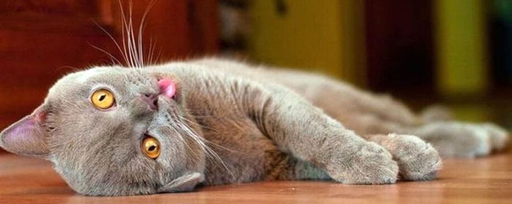 Уретральная обструкция у котов: почему задержка мочи требует неотложной помощи